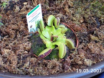 Dionaea muscipula 