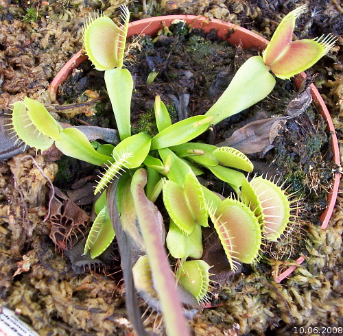 Dionaea muscipula