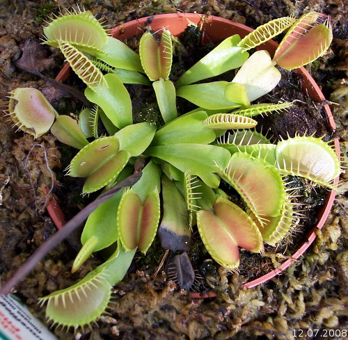 Dionaea