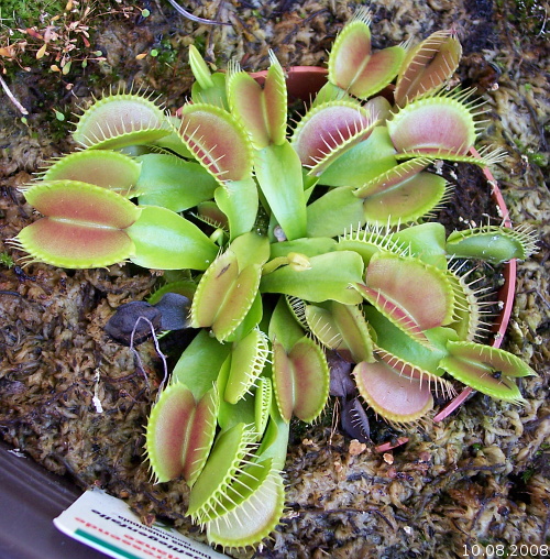 Dionaea