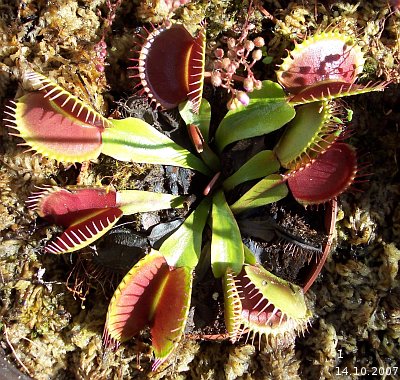 Dionaea muscipula