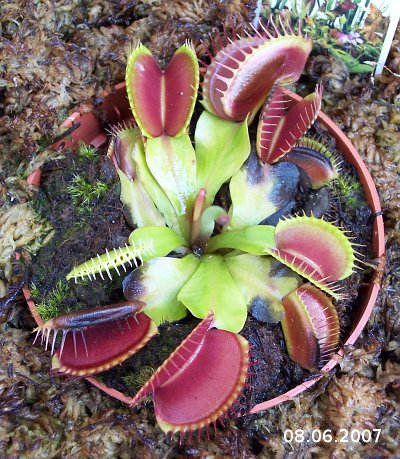 Dionaea muscipula 