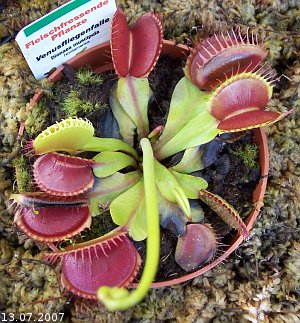 Dionaea muscipula