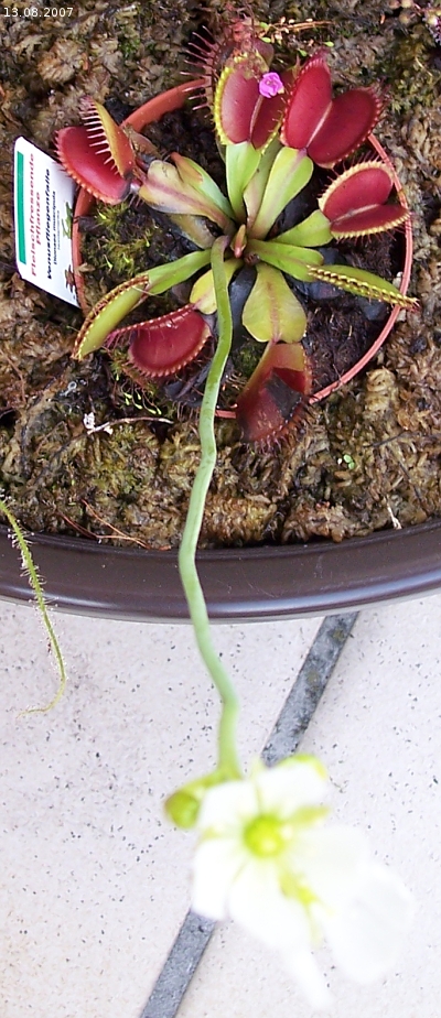 Dionaea muscipula