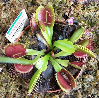 Dionaea muscipula